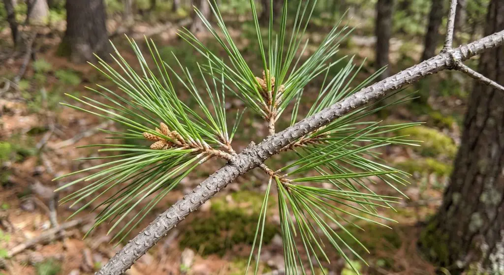 White Pine or Jack Pine? What Is Really Clogging Your Gutters - D & D Seamless Gutters